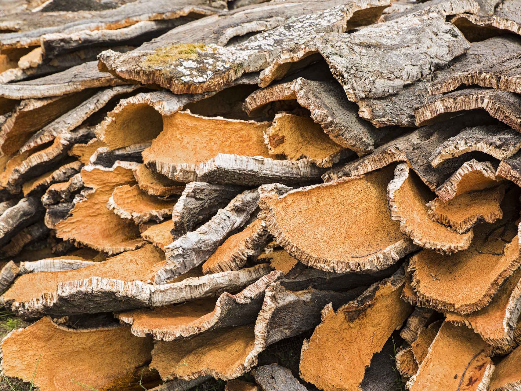 Erhalten Sie die natürliche Elastizität und Wärme Ihres Bodens mit der richtigen Korkboden-Pflege von Ihrem Fachhandel in Gronau. Wir bieten Ihnen spezialisierte Reinigungsprodukte und wertvolle Tipps zur Werterhaltung, damit Ihr nachhaltiger Bodenbelag über viele Jahre hinweg seine hochwertige Optik und wohngesunden Eigenschaften behält.  Bildbeschreibung Eine Detailaufnahme zeigt einen großen Stapel frisch geernteter Korkeichenrinde im Freien. Die Rindenstücke sind unregelmäßig geformt, haben eine grobe, graubraune Außenstruktur und eine charakteristische, poröse Innenfläche in warmen Orangetönen. Die Übereinanderreihung der verschiedenen Schichten verdeutlicht die natürliche Beschaffenheit und das Volumen des Rohmaterials, das als Basis für hochwertige Korkböden dient.